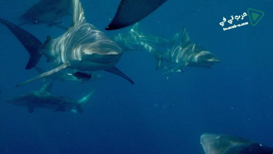 فيلم Predator Coast 2012 مترجم